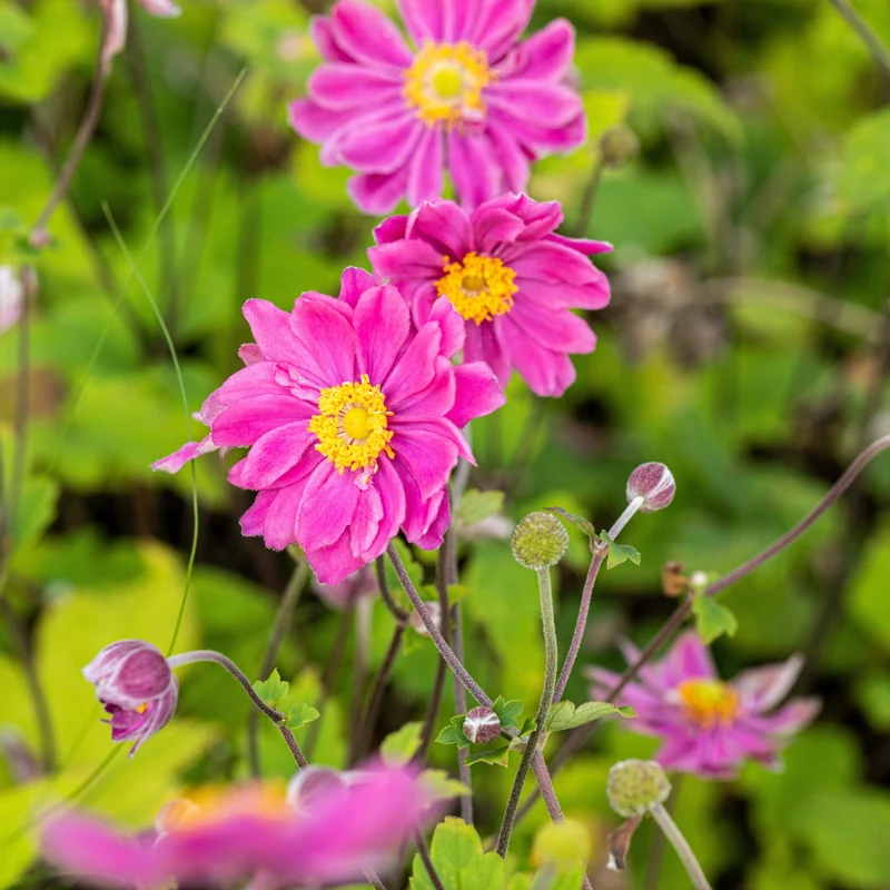 Japan-Herbst-Anemone 'Pamina'