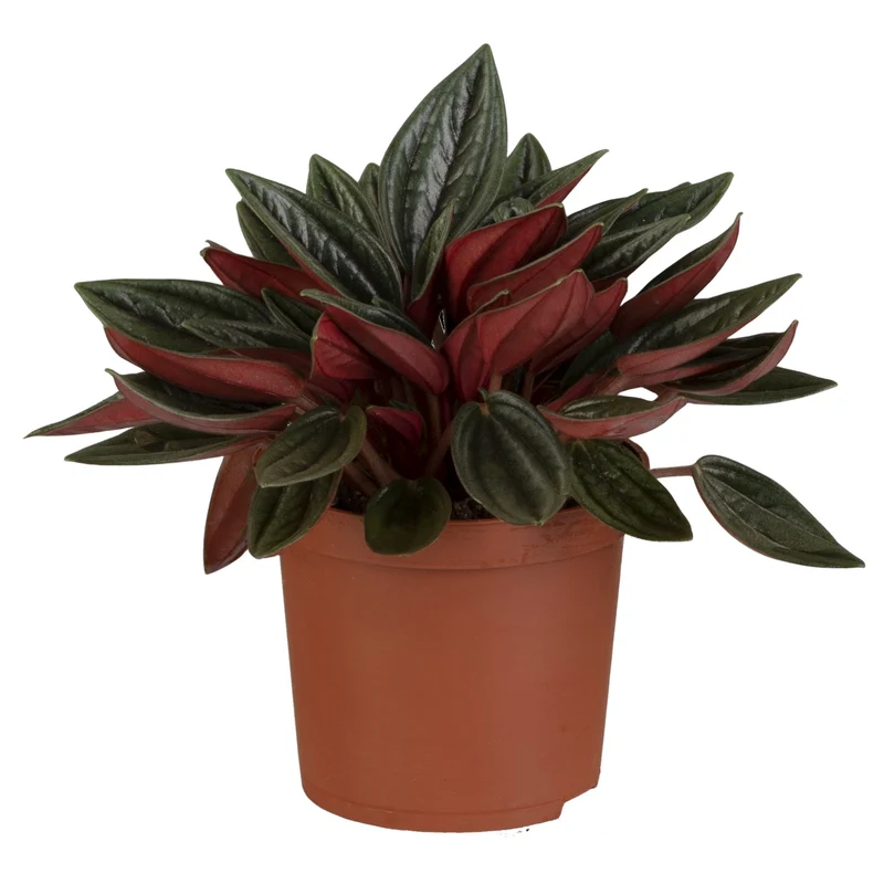 Pfefferpflanze 'Rosso'