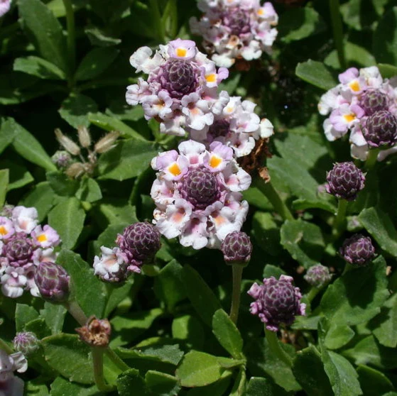 Teppichverbene 'Summer Pearls'