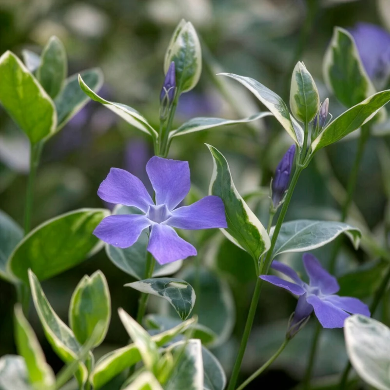 Großblättriges Immergrün Variegata