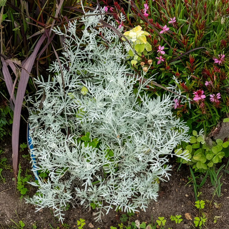 Pelziges Greiskraut