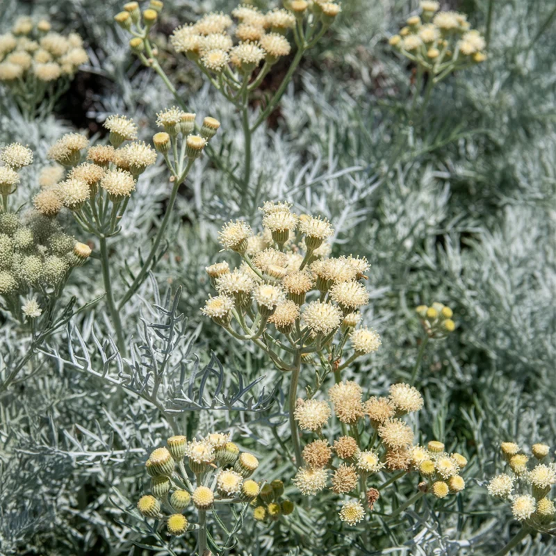 Pelziges Greiskraut