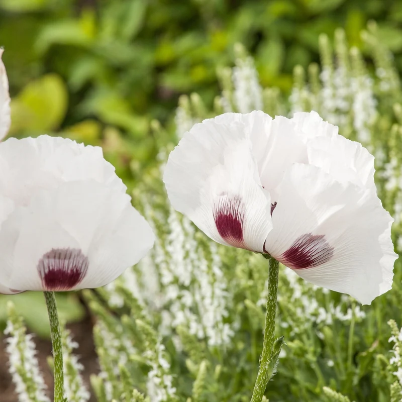Orientalischer Mohn 'Perry's White'