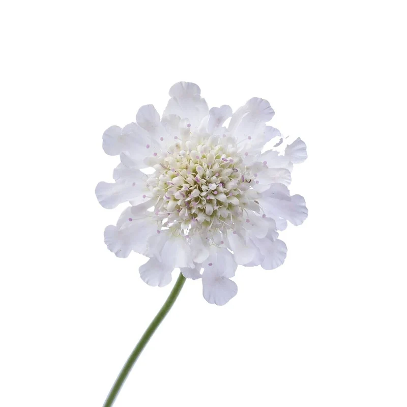 Skabiose
