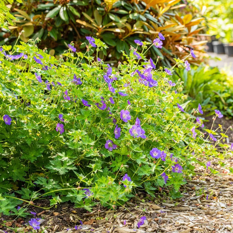 Storchschnabel 'Rozanne®'