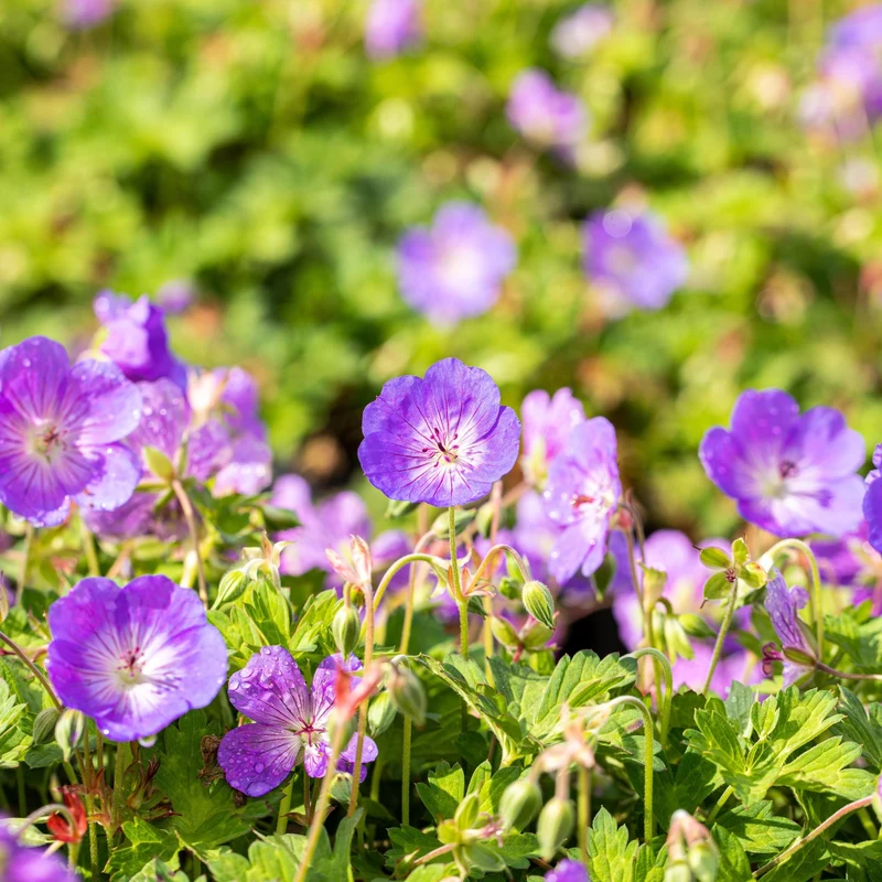 Storchschnabel 'Rozanne®'