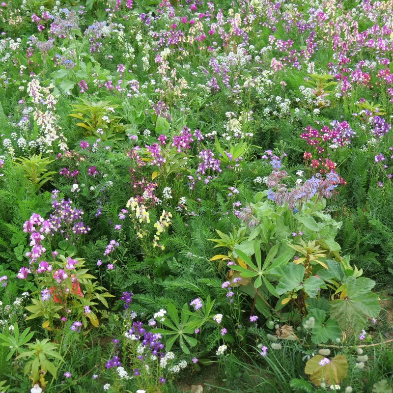Blumenmischung für schattige Standorte