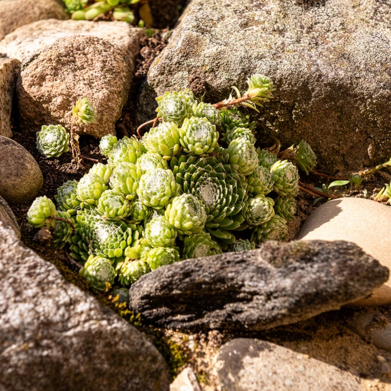 Sempervivum Chick Charms ® Cotton Candy