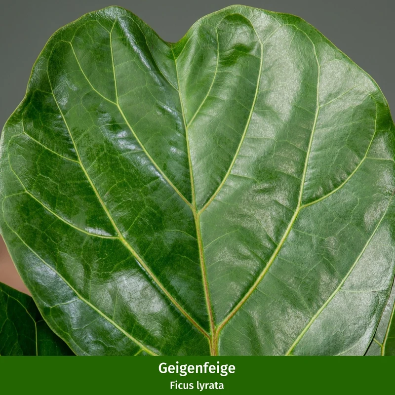 Zimmerpflanzen-Set "Großblättriges Duo"