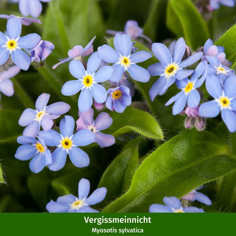 Balkonblumen "Dekorative Farbenpracht"