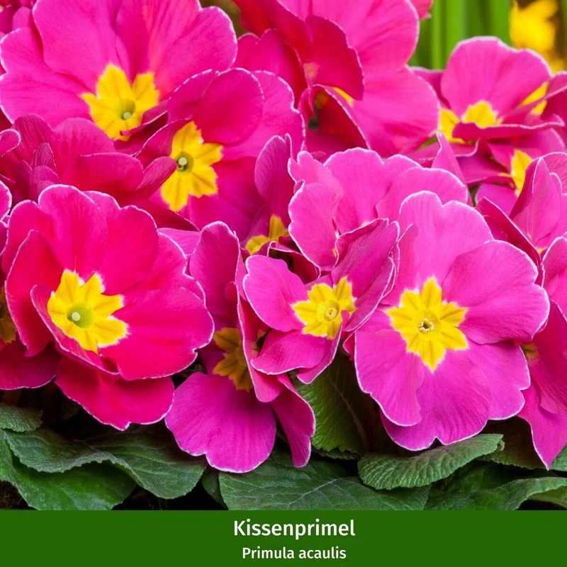 Balkonblumen "Bunter Frühlingsgarten"