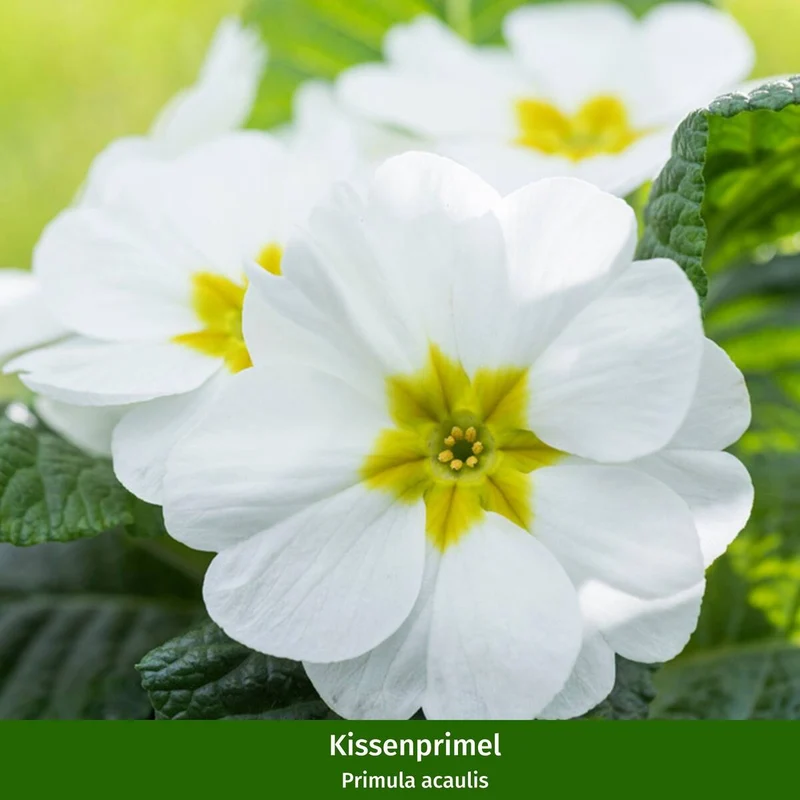 Balkonblumen "Bunter Frühlingsgarten"