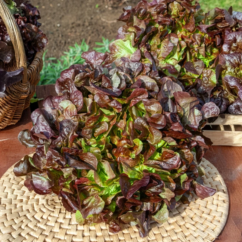 Gartensalat Eglanti