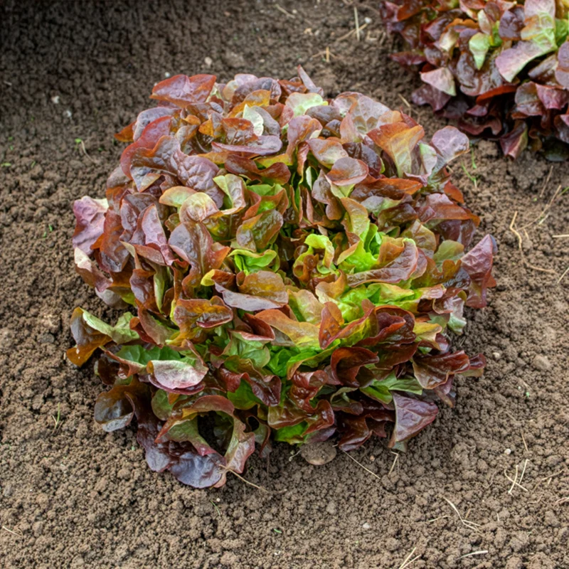 Gartensalat Eglanti