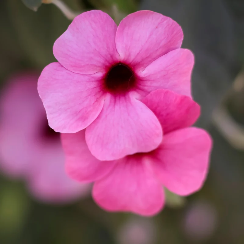 Thunbergia alata Sunny Suzy Rose Sensation