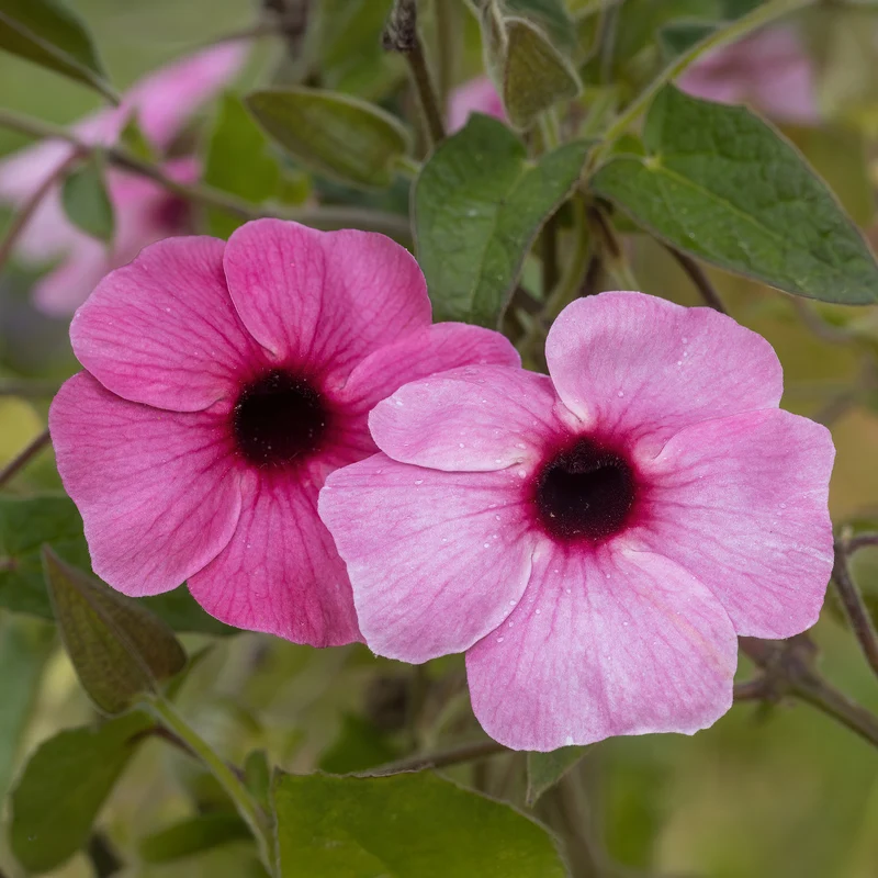 Thunbergia alata Sunny Suzy Rose Sensation