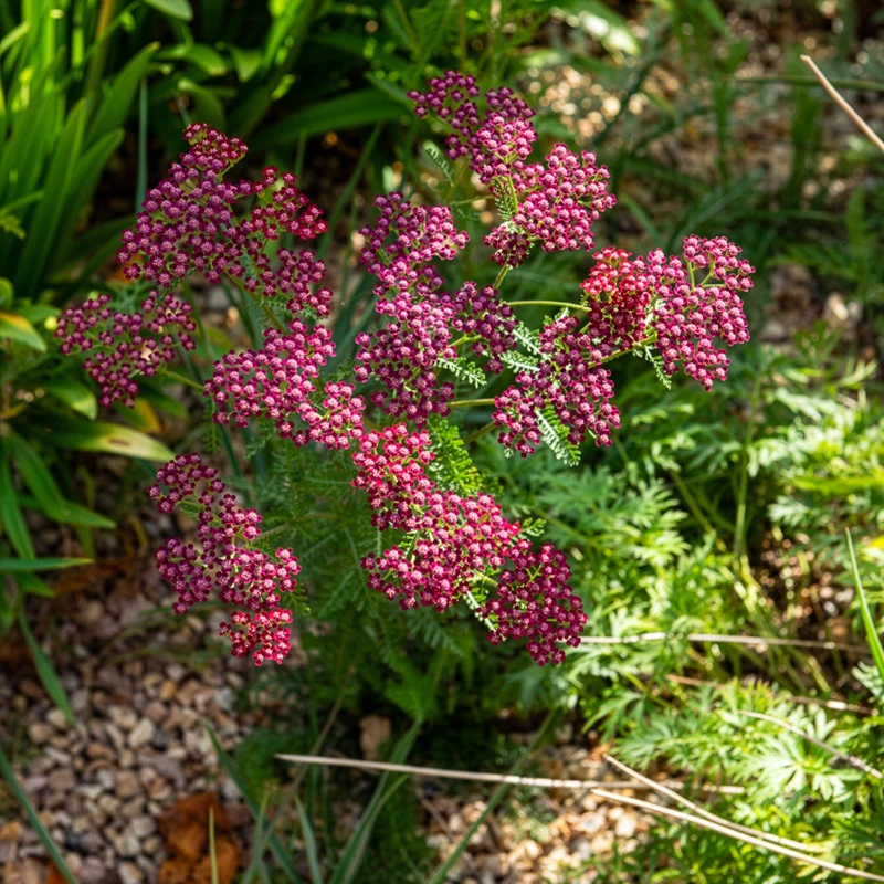 Vielblättrige Garbe Cassis
