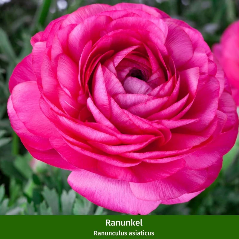 Balkonblumen "Charmante Frühlingsblumen"