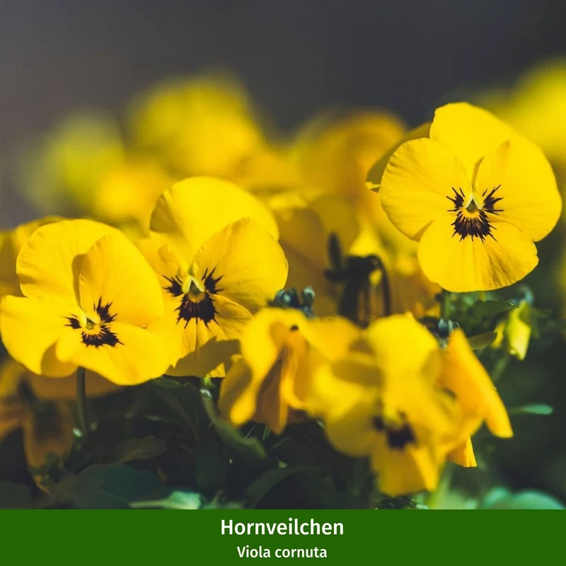 Balkonblumen "Vielfältiges Frühlingsensemble"