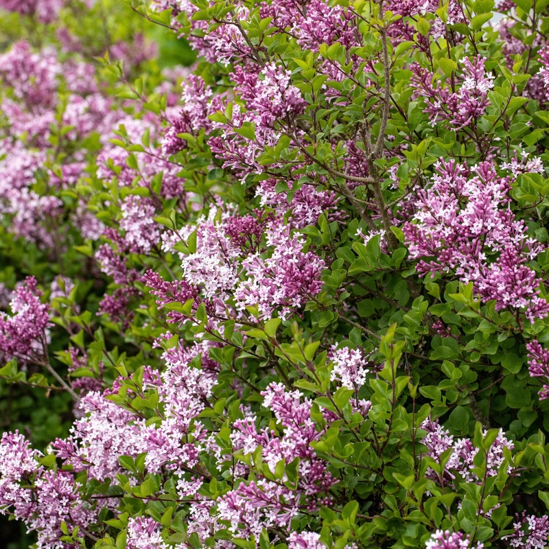 Zwergflieder 'Palibin', Stamm