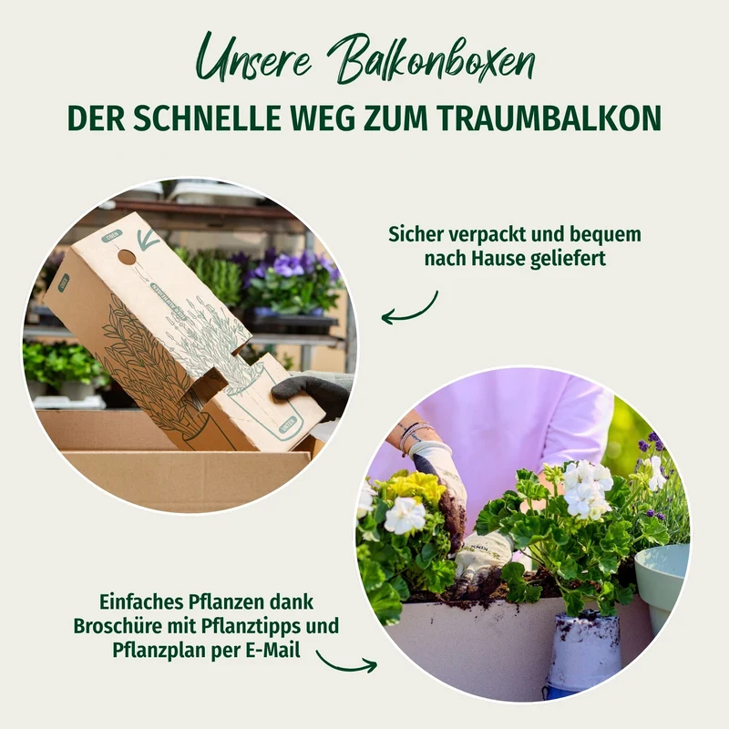 Balkonblumen "Blütentraum im Schatten"