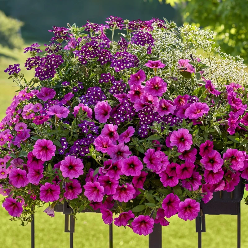 Balkonblumen "Pflegeleichte Blütenharmonie"