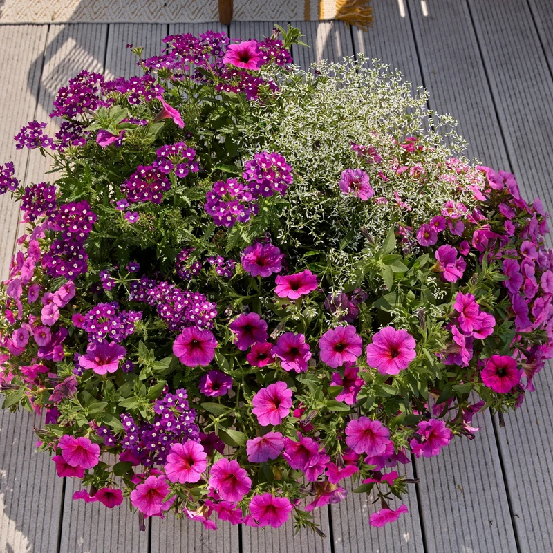 Balkonblumen "Pflegeleichte Blütenharmonie"