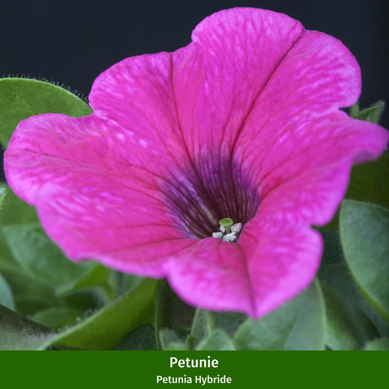 Balkonblumen "Pflegeleichte Blütenharmonie"