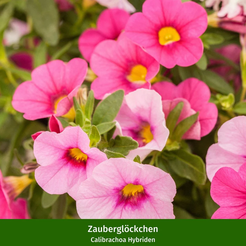 Balkonblumen "Blütensommer in Pastell"