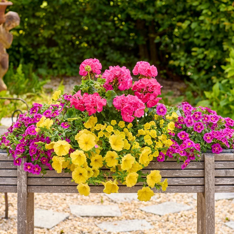 Balkonblumen "Endlose Blütenoase“