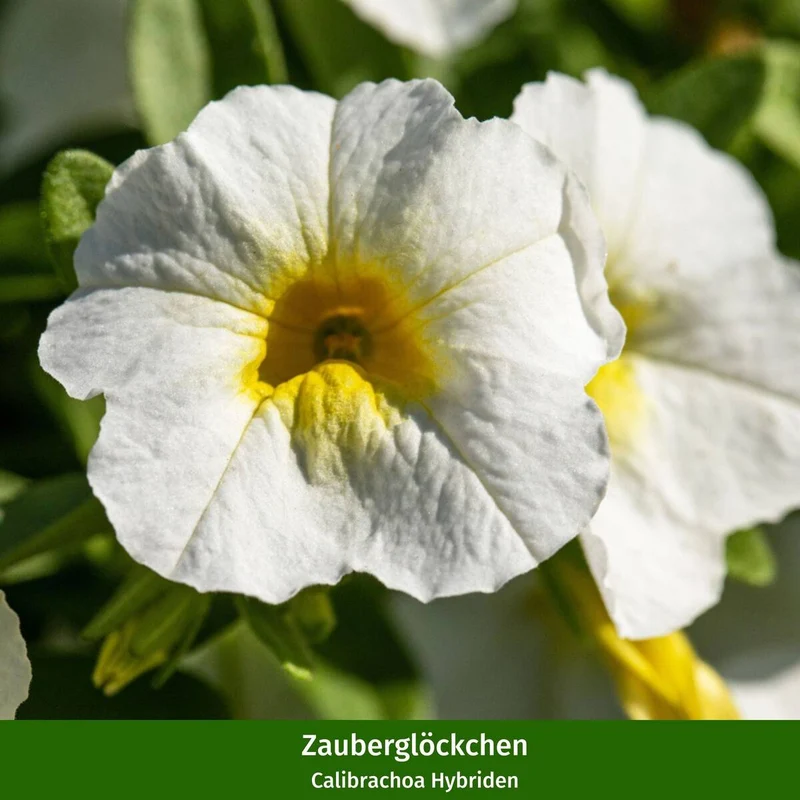 Balkonblumen "Wolkenweiße Pracht"