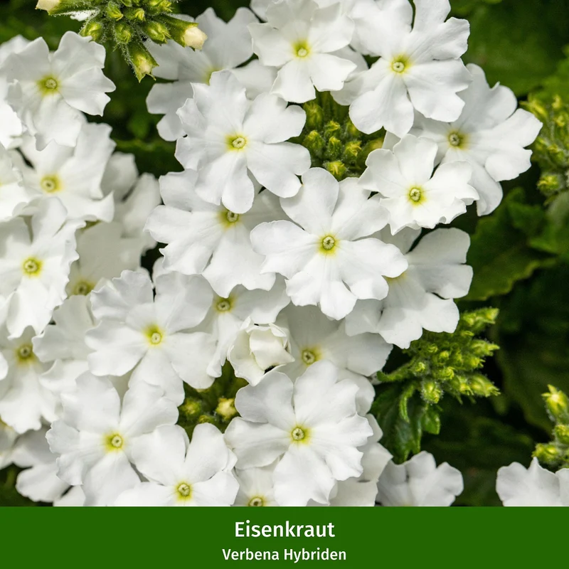 Balkonblumen "Blühender Sommer"
