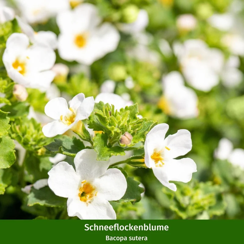 Balkonblumen "Schattenliebhaber"