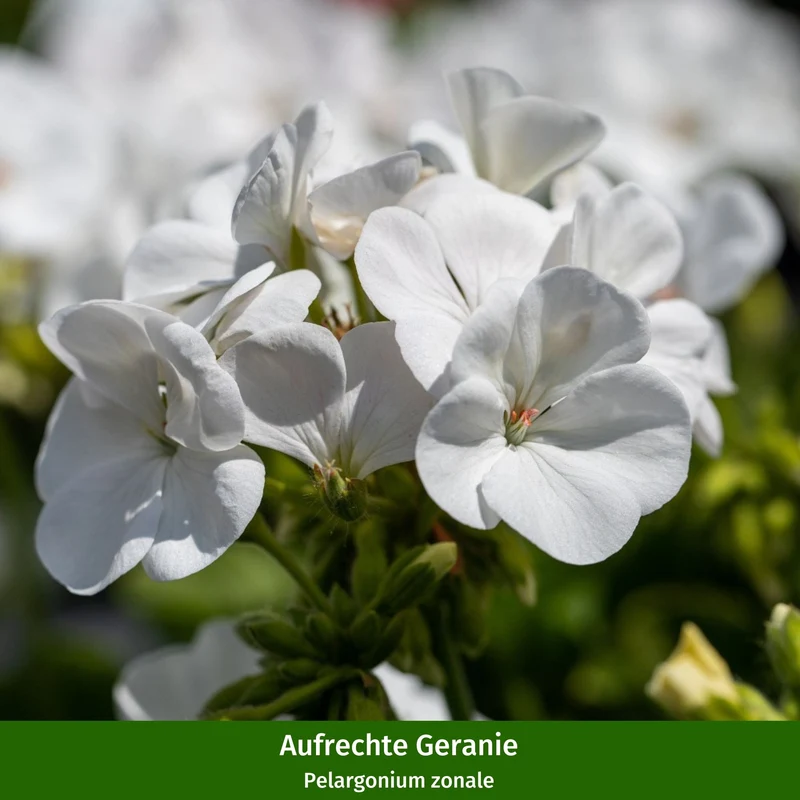 Balkonblumen "Geranienzauber"