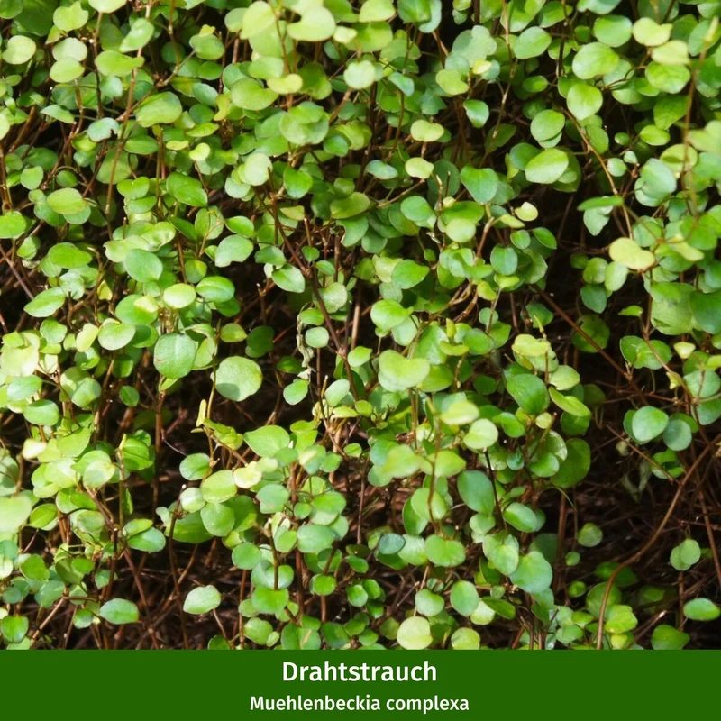 Balkonblumen "Weißes Herbstensemble"