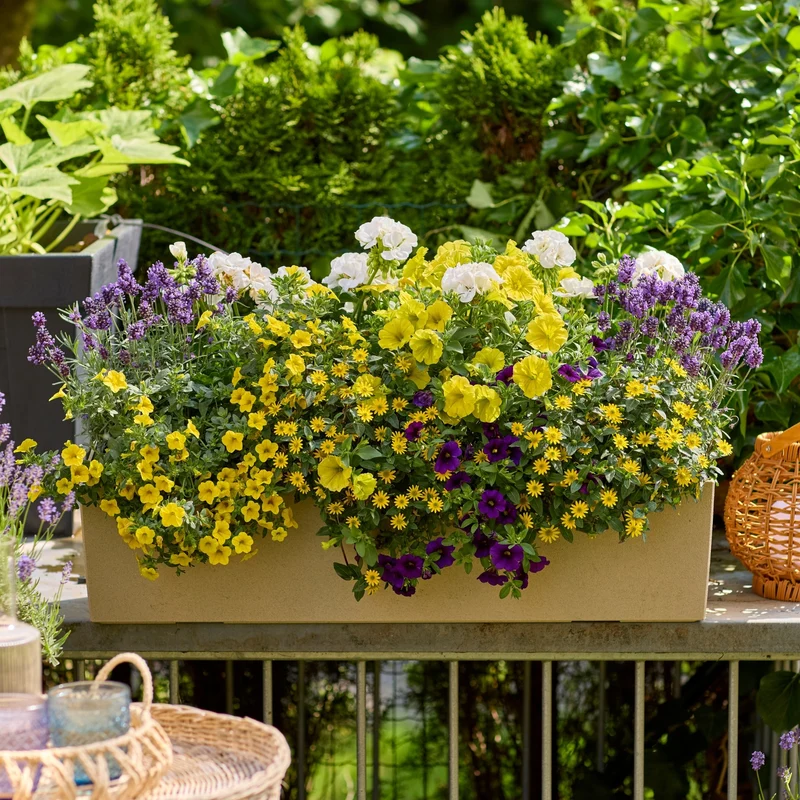 Balkonblumen "Hitzeverträgliche Blütenfreude"