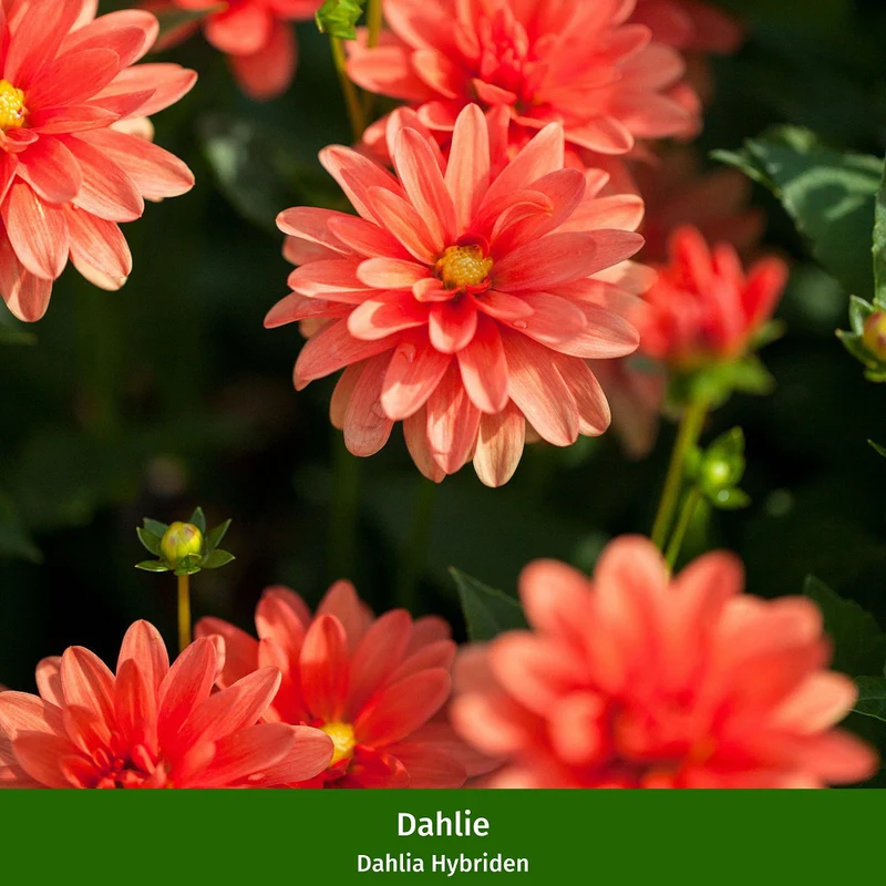 Balkonblumen "Blütenfeuer Dahlien"