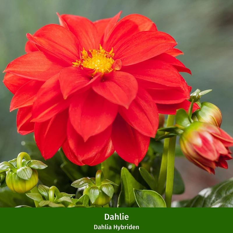 Balkonblumen "Blütenfeuer Dahlien"