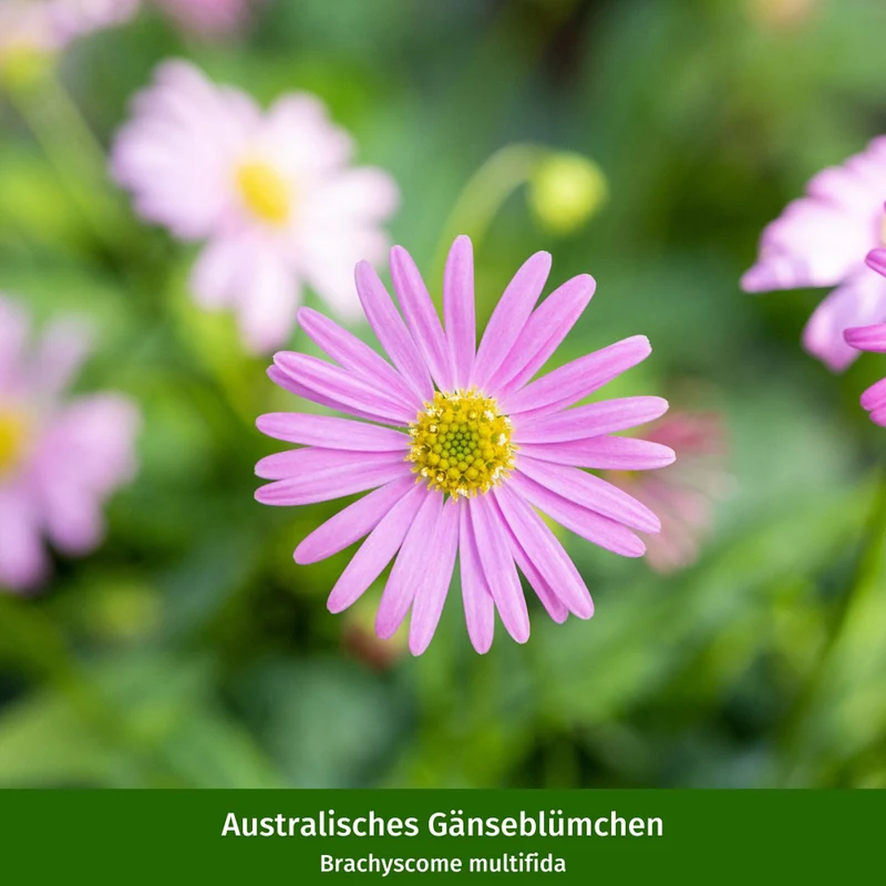 Balkonblumen "Farbenfroher Bienenmagnet"