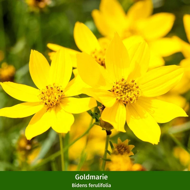 Balkonblumen "Sommerbalkon"