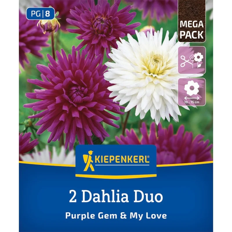 Kiepenkerl Dahlien Duo