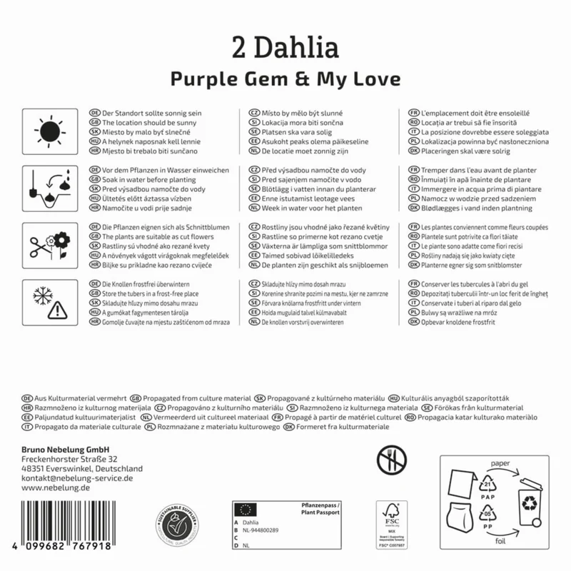 Kiepenkerl Dahlien Duo
