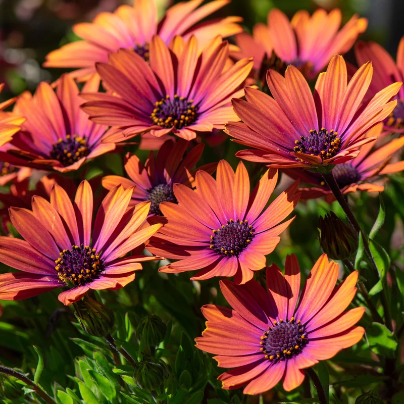 Osteospermum purple sun