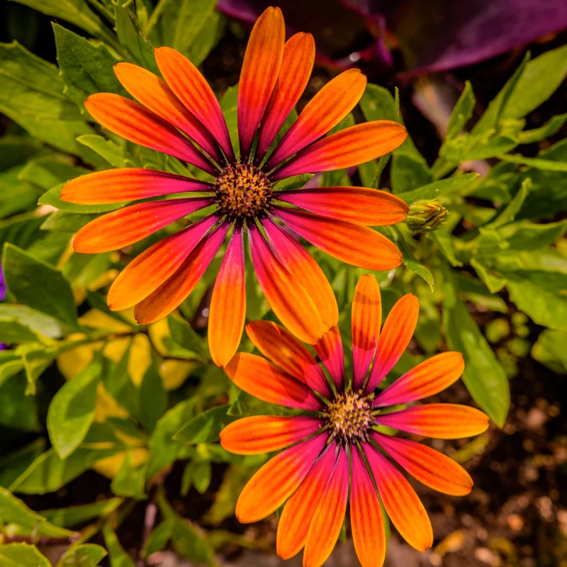 Osteospermum purple sun