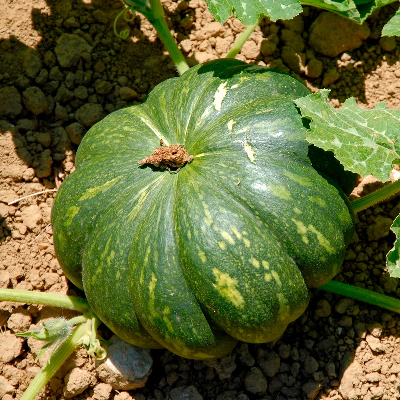Muskatkürbis Musque de Provence