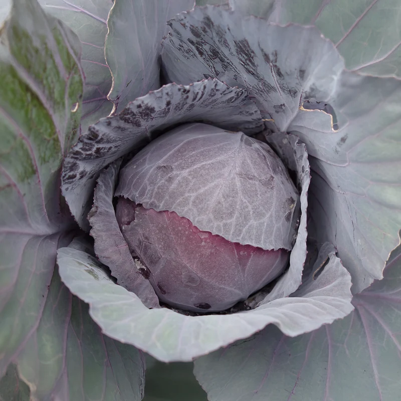 Rotkohl Fuego F1