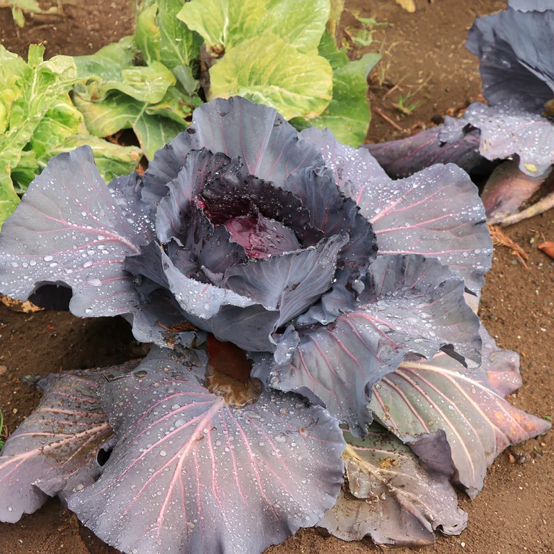 Rotkohl Fuego F1