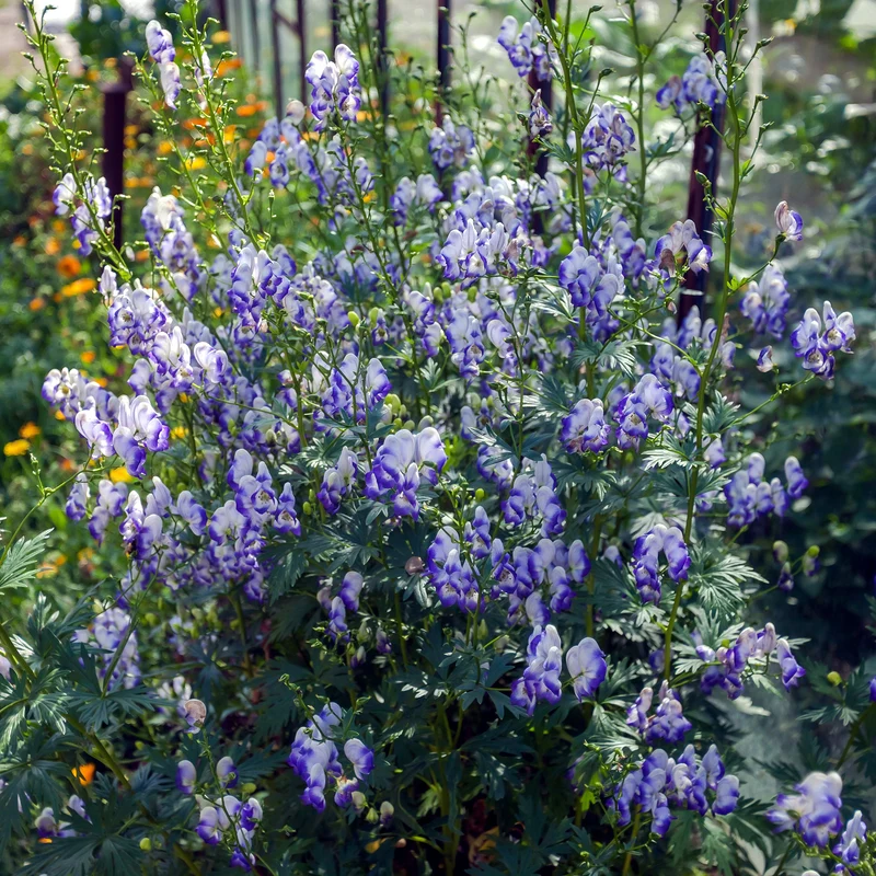Weißblaublühender Eisenhut Bicolor