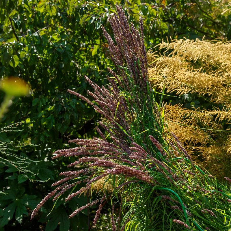 Perlgras Atropurpurea