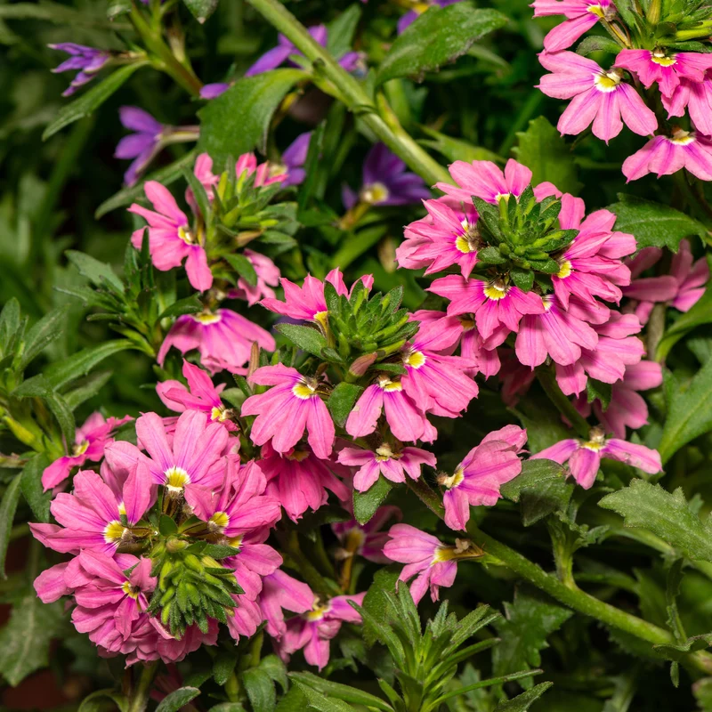 Scaevola aemula Baby Pink Touch